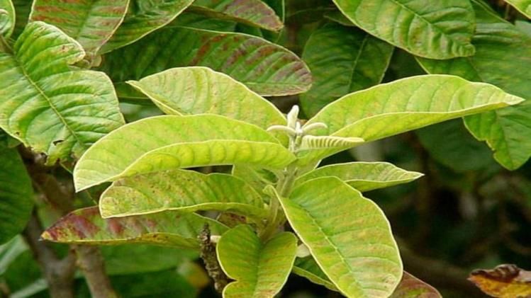 পেয়ারা পাতার রস কমাবে ওজন-চুল রাখবে ঘন; আরও কী কী গুণ ?