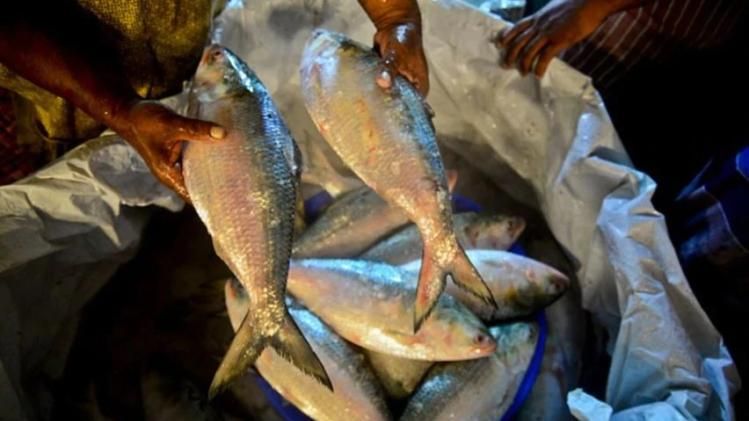 ৩ কেজি ওজনের ইলিশ উঠল জালে, দাম জানলে অবাক হবেন