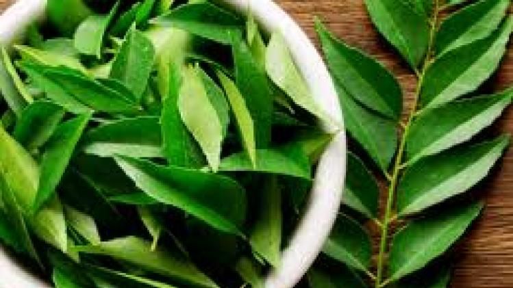 সকালে এভাবে খান কারি পাতা, হুড়মুড়িয়ে কমবে ওজন