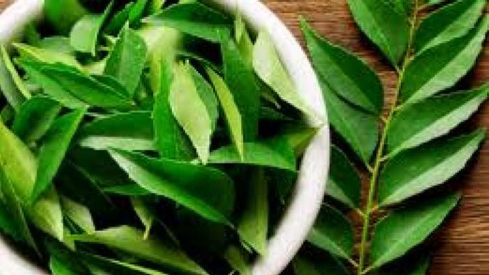 স্থূলতা কমাতে খাবারে কারি পাতা রাখুন