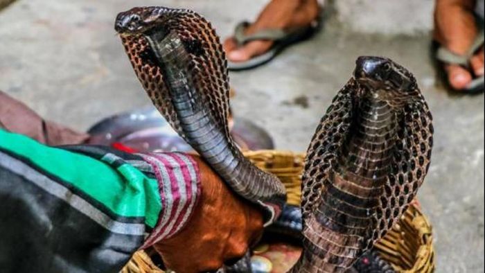 নাগ পঞ্চমী