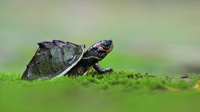 ইন্ডিয়ান রুফ্ড টার্টল। ছবি সৌজন্য: চন্দ্রিমা বসু
