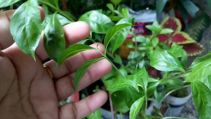 ঘরের ভিতর যে গাছগুলি লাগাবেন না-