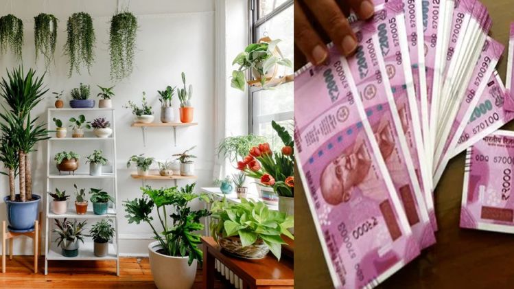 বাড়িতে এই ৫ ফুল গাছের মধ্যে একটি লাগালে টাকা-সম্পদ ভরে ওঠে, বাস্তু মতে...