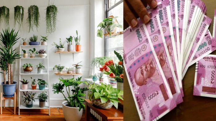 আজই ঘরে এই ৫টি ফুলের চারা লাগান, টাকা আসবে