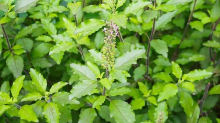 তুলসীর উপকারিতা।