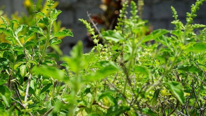 তুলসী গাছকে সবুজ পাতাবাহার রাখার টিপস।