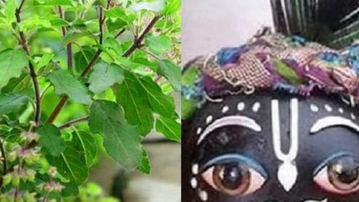 তুলসী বাস্তু টিপস।