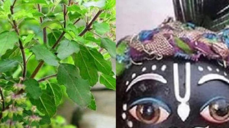 ঘরে তুলসী গাছের সঙ্গে রাখুন এই জিনিস, রাতারাতি খুলবে কপাল  ঘরে তুলসী গাছের সঙ্গে রাখুন এই জিনিস, রাতারাতি খুলবে কপাল