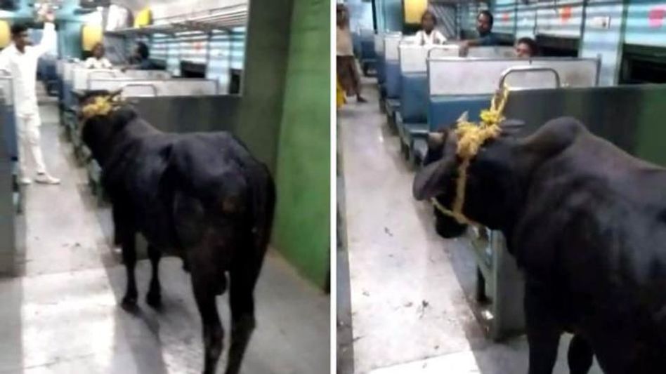 'সরুন সরুন', ট্রেনে ষাঁড় তুলে দিল একদল যাত্রী, তার পর 'সরুন সরুন', ট্রেনে ষাঁড় তুলে দিল একদল যাত্রী, তার পর