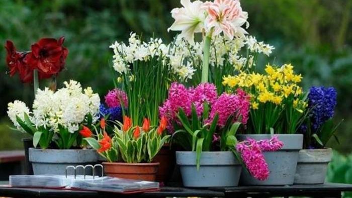 বাস্তু টিপস।