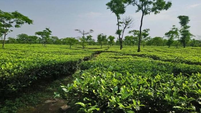 চা বাগানের খুঁটিনাটি তথ্য মিলবে ডেটা ব্যাঙ্ক-এ