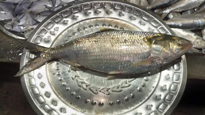 আড়াই কেজির ইলিশ ধরা পড়ল উলুবেড়িয়ায়