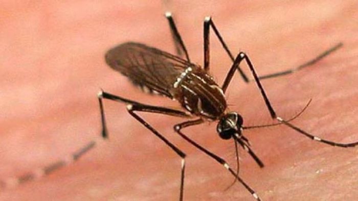 ডেঙ্গির মশা