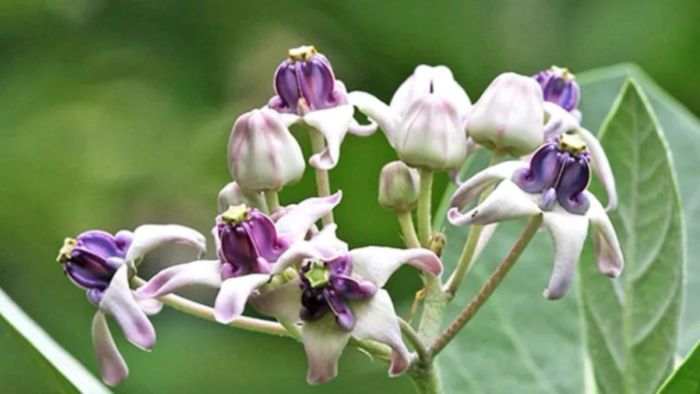 আকন্দ ফুল/ প্রতীকী ছবি