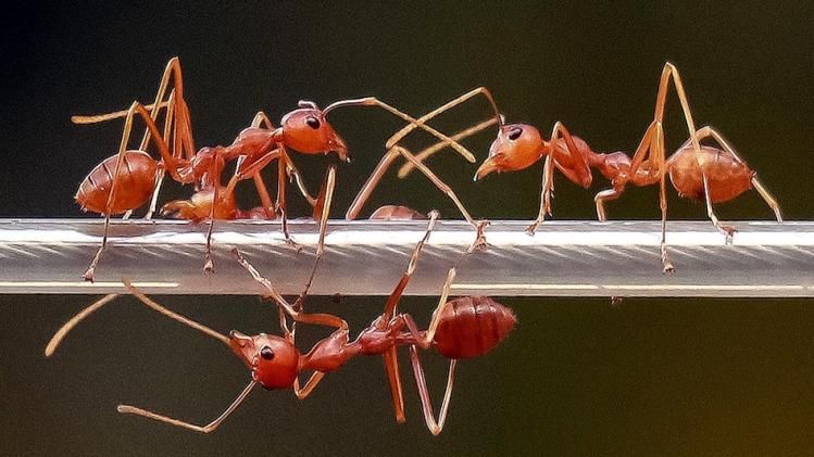 পিঁপড়ে/ প্রতীকী ছবি