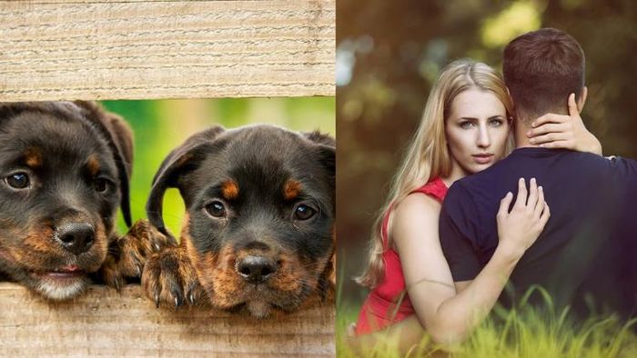 কুকুরের এই ৫ গুণ থাকে মানুষের মধ্যে।