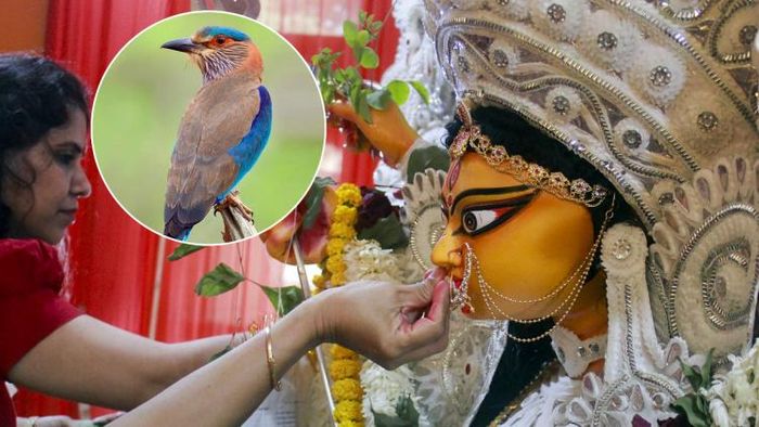 দুর্গাপুজোর রীতি হল বিজয়া দশমীর দিন নীলকণ্ঠ পাখি ওড়ানো