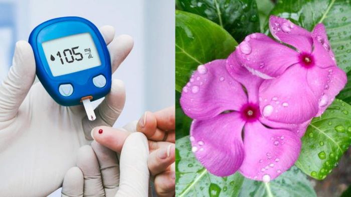 নয়নতারার পাতা ডায়াবেটিসে খুবই কার্যকরী