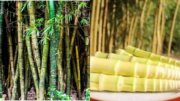 World Bamboo Day: এইভাবে বাঁশ খেয়ে দেখুন