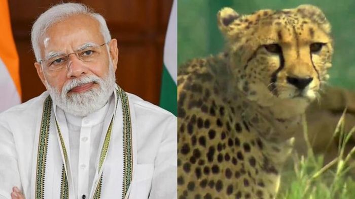 কুনো ন্যাশনাল পার্কে চিতাকে স্বাগত জানালেন মোদী