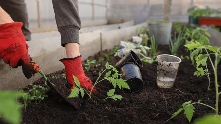 ওজন কমাতে খান এই ৫ ভেষজ গাছের পাতা, লাগান বাড়ির টবেই   
