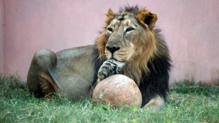 সিংহ। প্রতীকী ছবি