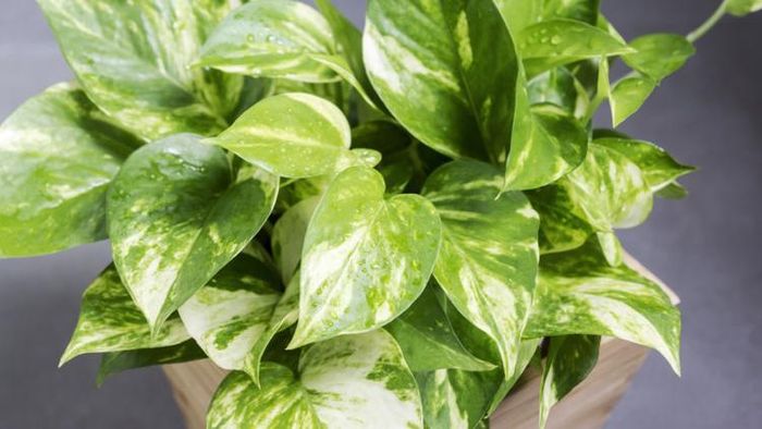 মানি প্ল্যান্টের বাস্তু টিপস।