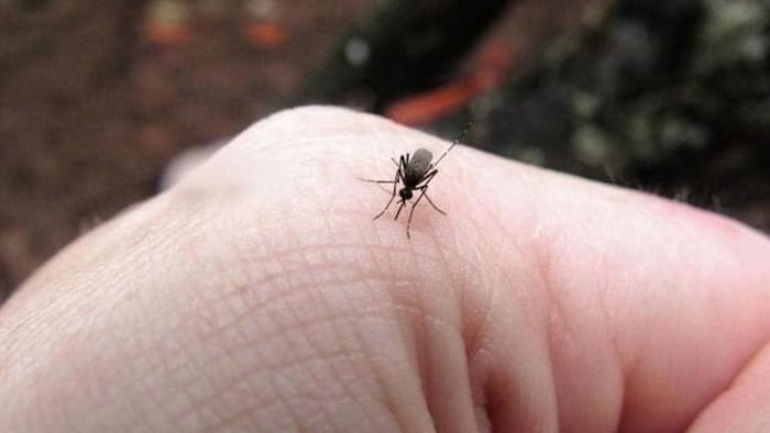 মশার কামড় কারা বেশি খান?