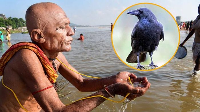 পিতৃ শ্রাদ্ধে কাককে খাওয়ানো অত্যন্ত গুরুত্বপূর্ণ