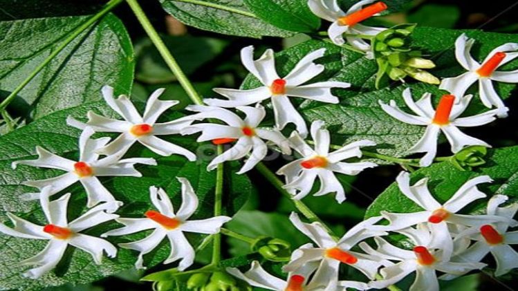 বাড়ির এইদিকে লাগান শিউলি গাছ, টাকায় ভরে থাকবে পকেট