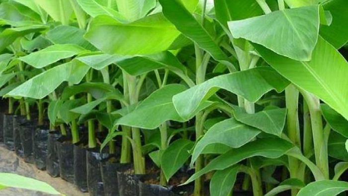 এই গাছগুলি লাগালে হবে লাভ