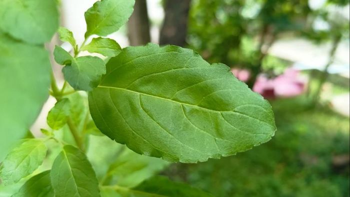 তুলসী পাতা।