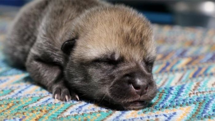 মায়া, চিনে ক্লোনিংয়ের মাধ্যমে তৈরি একটি বিলুপ্তপ্রায় আর্কটিক নেকড়ে