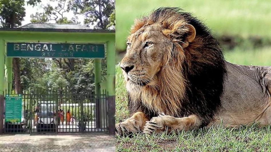 শিলিগুড়িতে বেঙ্গল সাফারি পার্কে এবার আস্তানা গড়বে পশুরাজ সিংহও শিলিগুড়িতে বেঙ্গল সাফারি পার্কে এবার আস্তানা গড়বে পশুরাজ সিংহও