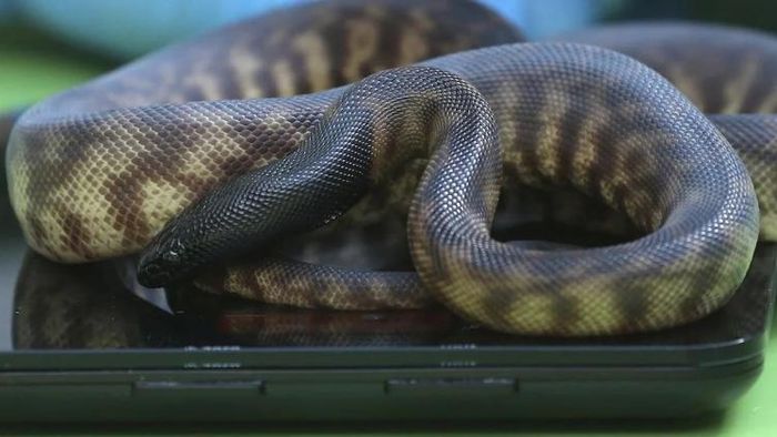 আজগর। প্রতীকী ছবি