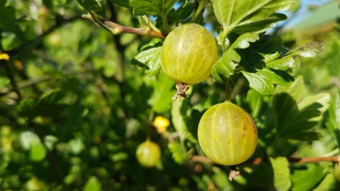 আমলকি (প্রতীকী ছবি)