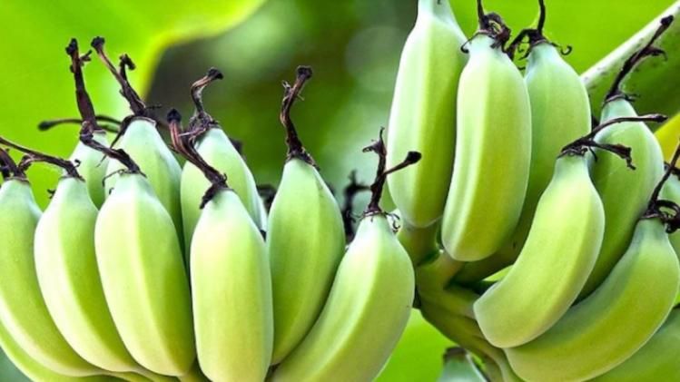 কলা নামক ফলটি আসলে কী-কোথায় এর উত্‍পত্তি? গবেষণায় চাঞ্চল্যকর রিপোর্ট