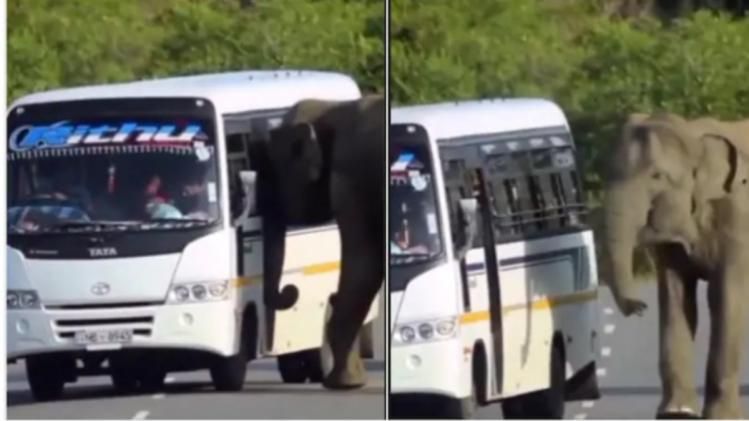 ভিড় বাসে ঠেলে ওঠার চেষ্টা হাতির, Viral Video দেখে হাসির রোল নেটপাড়ায়