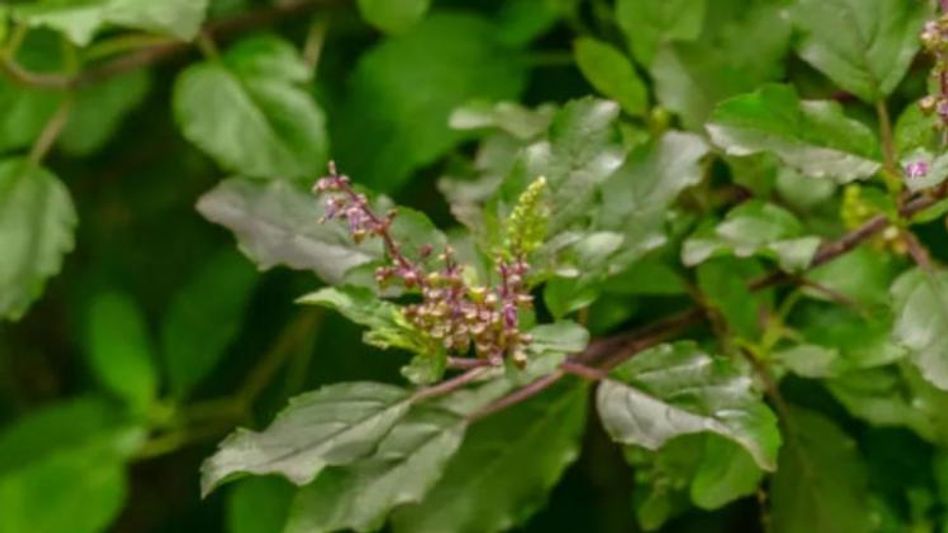 এই তুলসির উপকারিতা অলৌকিক, কীভাবে খাবেন? এই তুলসির উপকারিতা অলৌকিক, কীভাবে খাবেন?