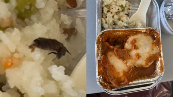 ভিস্তারার বিমানের খাবারে আরশোলা