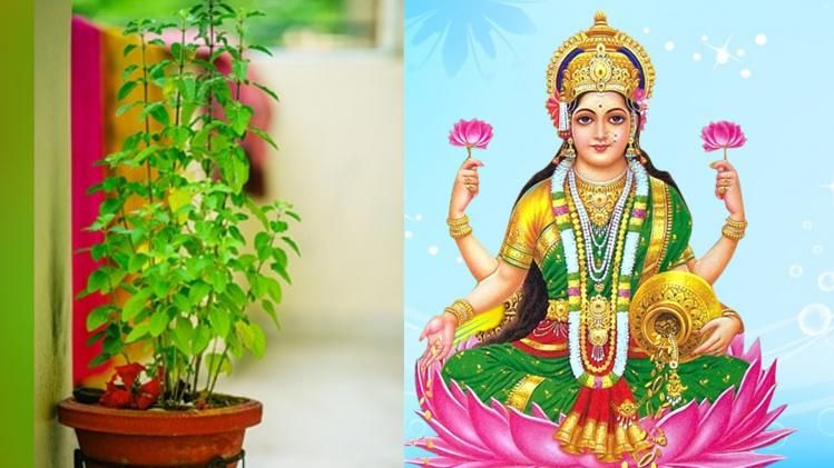 তুলসীর কাছে এই ৪ জিনিস ভুলেও রাখবেন না, লক্ষ্মীর রোষে কাঙাল হবেন