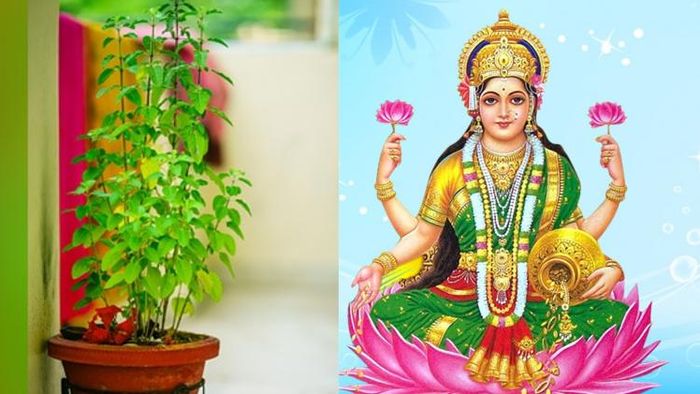 তুলসী গাছের বাস্তু।