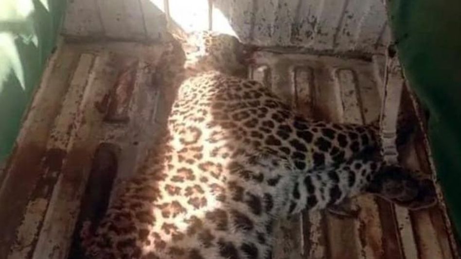 ডুয়ার্সে গাড়ির ধাক্কায় পূর্ণবয়স্ক চিতাবাঘের মৃত্যু ডুয়ার্সে গাড়ির ধাক্কায় পূর্ণবয়স্ক চিতাবাঘের মৃত্যু