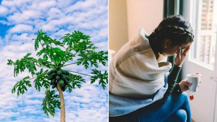 পেঁপে পাতায় ভর করে ডেঙ্গিকে বুড়ো আঙুল দেখান, নিজেকে সুস্থ রাখুন