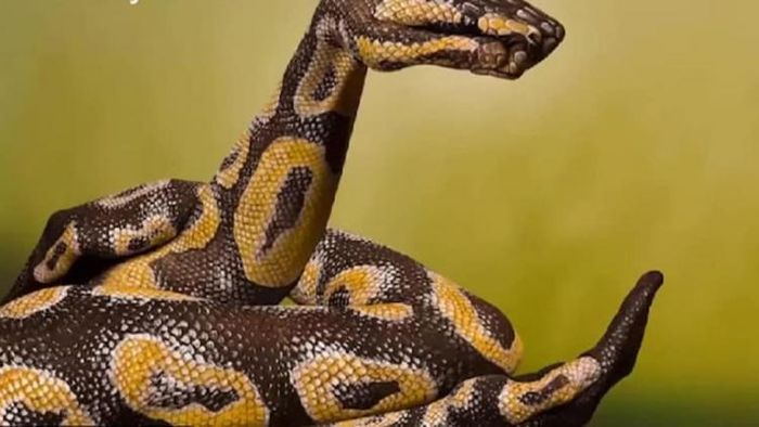 ছবিতে সাপ দেখলেন না হাত? তার মধ্যে লুকিয়ে আছে আপনার ভবিষ্যত