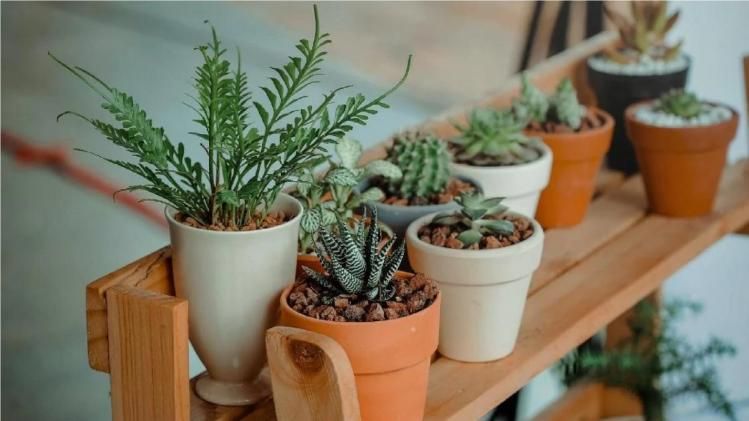 তুলসী থেকে অ্যালোভেরা, এই গাছগুলি বাড়ির অক্সিজেন মাত্রা বাড়ায় বহুগুণ 