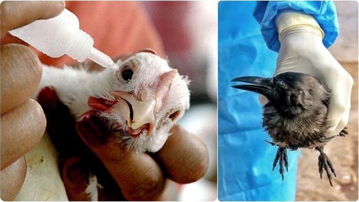 অ্যাভিয়ান ফ্লু মার্কিন যুক্তরাষ্ট্র সহ বিশ্বের কয়েকটি দেশে ধ্বংসযজ্ঞ চালাচ্ছে।