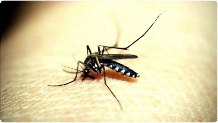 ডেঙ্গির মশা কেমন দেখতে, কখন কামড়ায়, চিনবেন কীকরে?