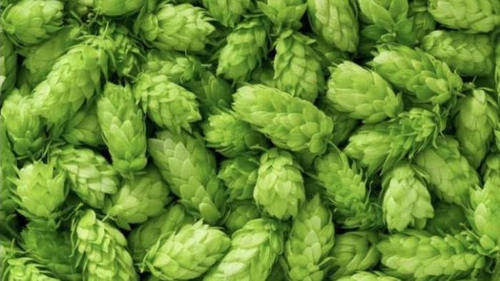 বিশ্বের সবচেয়ে দামি সবজি